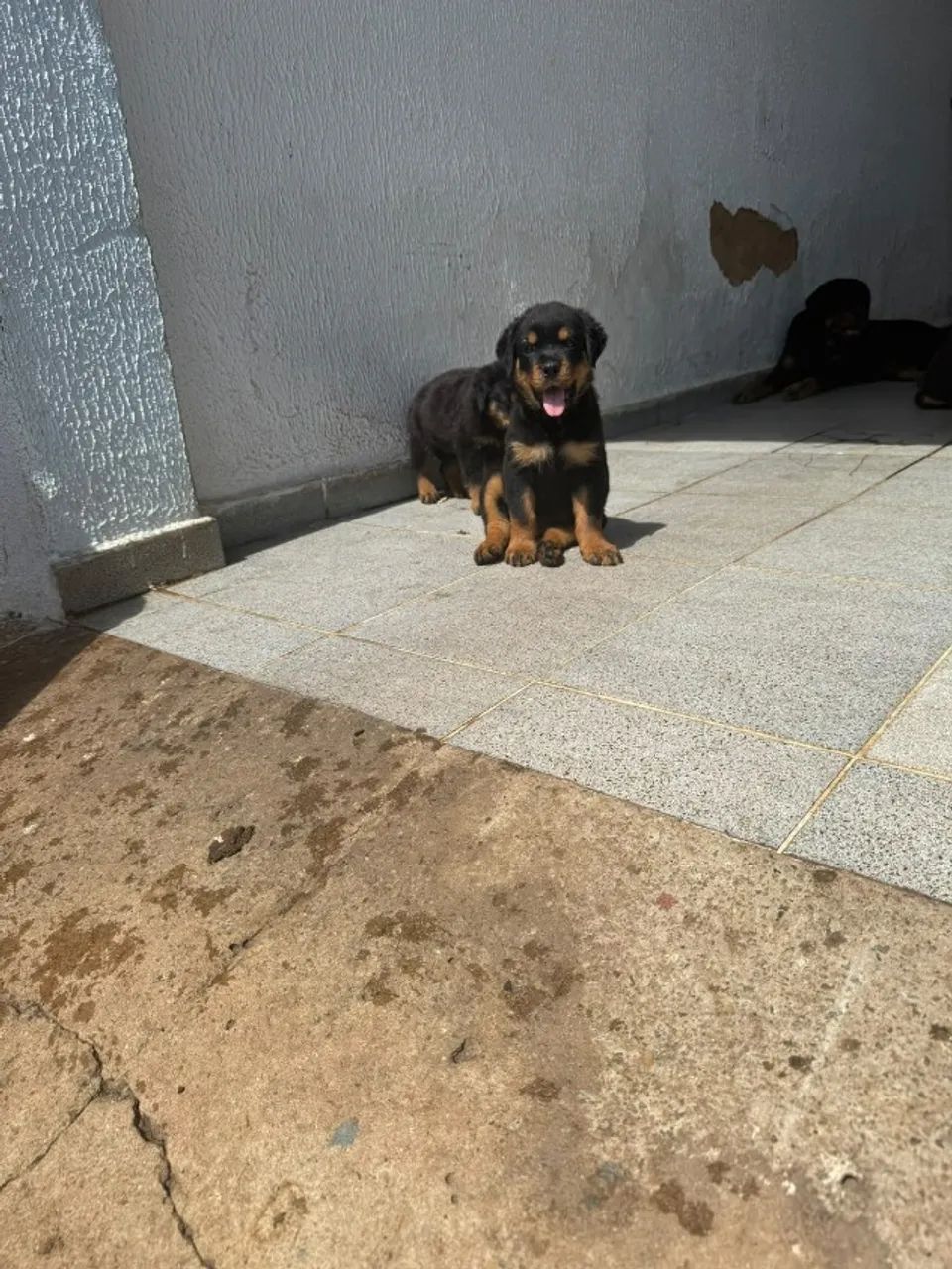 ROTTWEILER PURO  - Foto 5