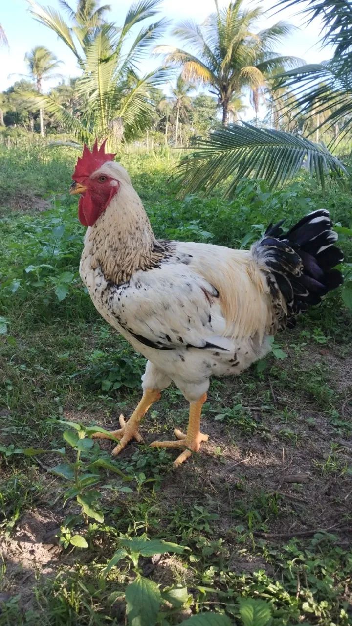 Frango GSB - Foto 2