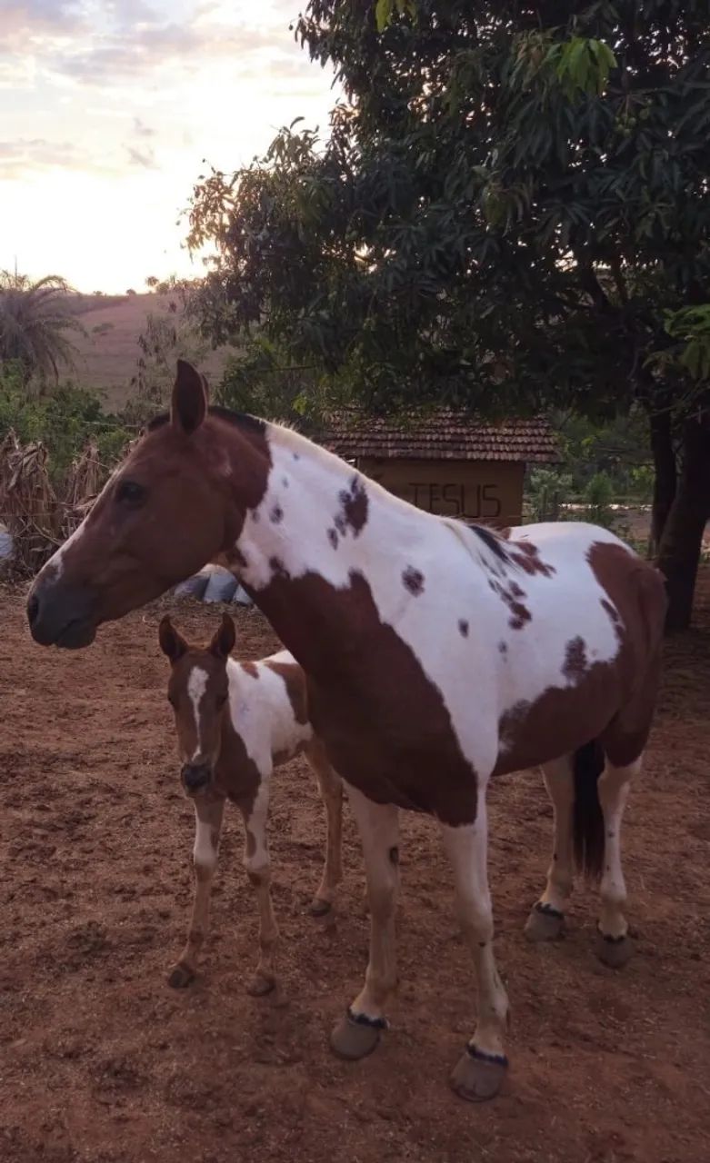 Potro pampa marcha picada - Foto 3