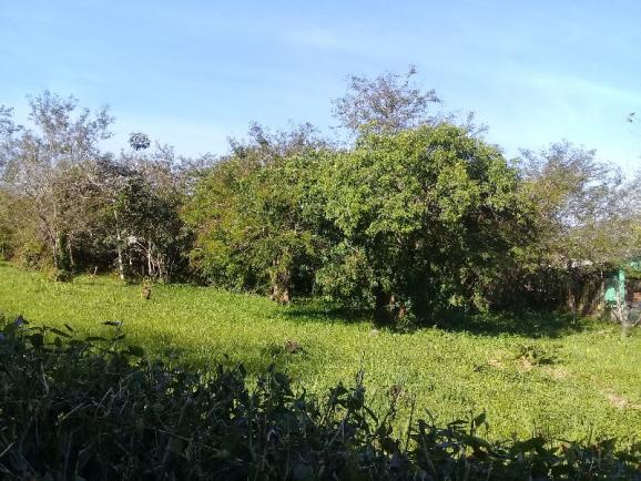Terreno à venda em Aberta dos morros, Porto alegre cod:TE00014 - Foto 6