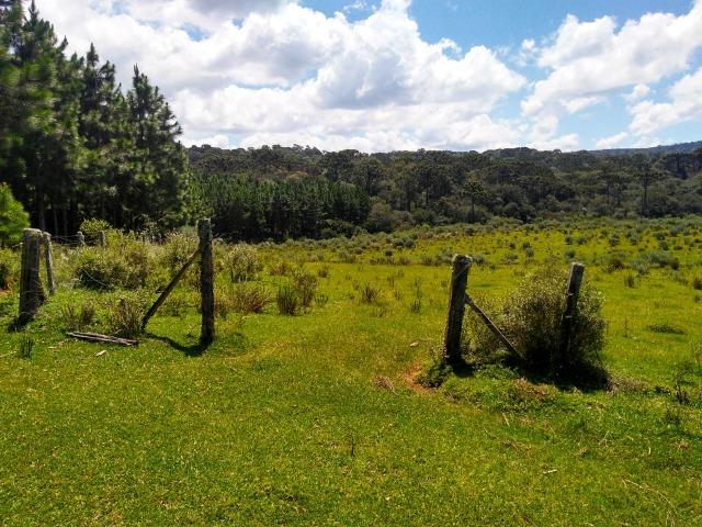 Fazenda de 71.5 Alqueires .10 Alq de Pínus com 11 Anos .Guarapuava - PR - Foto 6