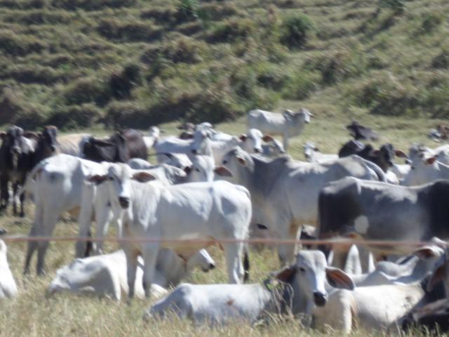 Fazenda de 154 alqueires em Silva Jardim, RJ - Foto 3