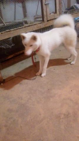 Vende se akita 2 anos nunca cruzou - Foto 2