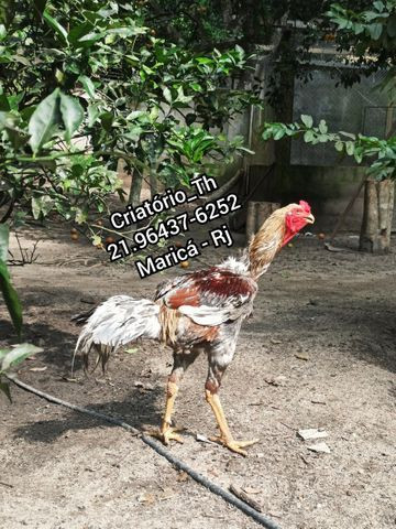 Galo Índio Gigante 1,20 - Foto 3