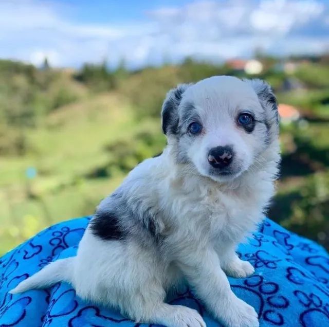 Border Collie blue merle/red merle/preto e branco/chocolate! 