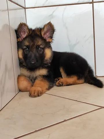 Pastor Alemão Capa Preta - Cachorros e acessórios - Palmeiral, Crato  1253371166