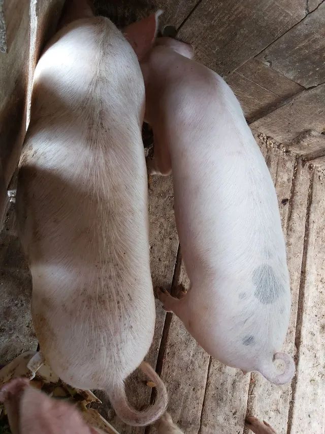 Porcos de 10 meses.
