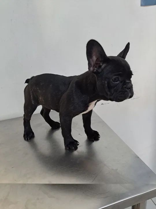 Filhote Bulldog Francês - fêmea  - Foto 2