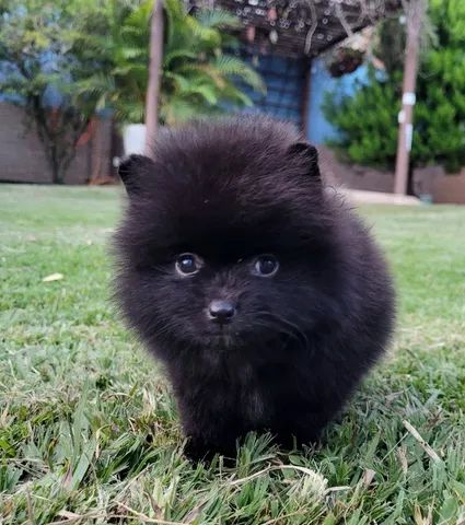 Spitz Alemão - Lulu da Pomerânia - 10x sem juros - Foto 5