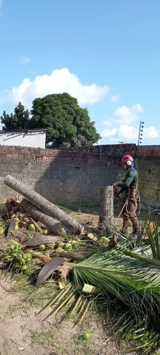 Poda de árvores limpeza de coqueiros  - Foto 4
