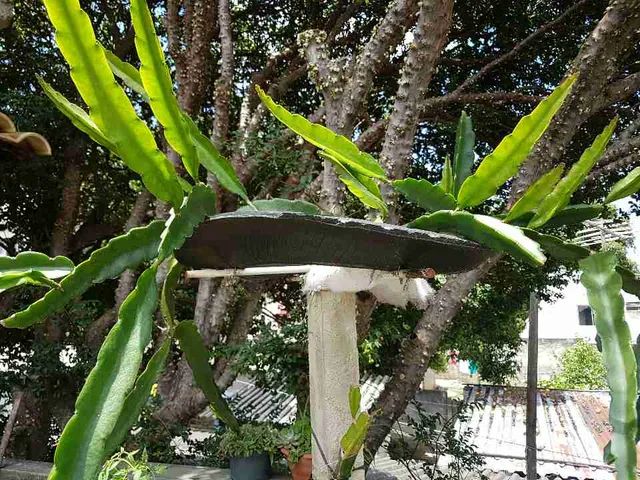 mudas de pitayas * - Foto 3