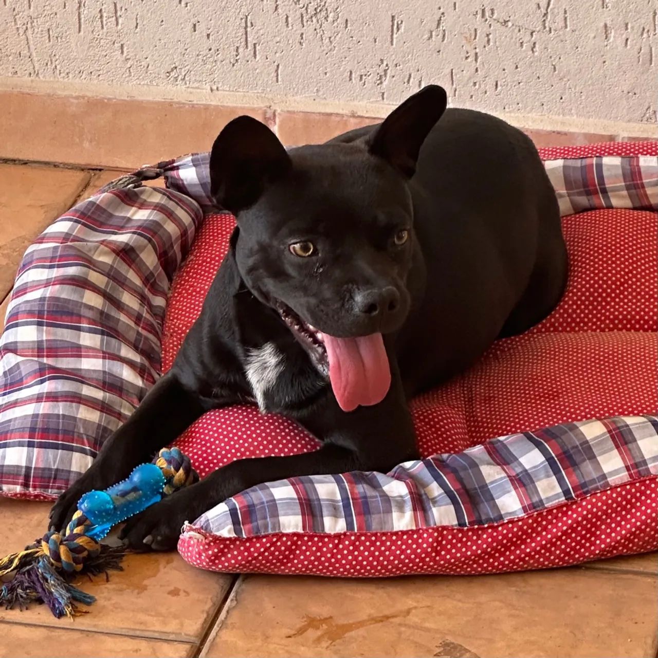 Filhote para Adoção: Staffordshire Bull Terrier