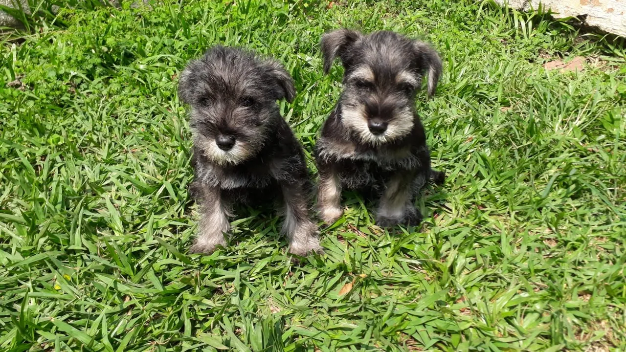 Schnauzer entrega hj macho