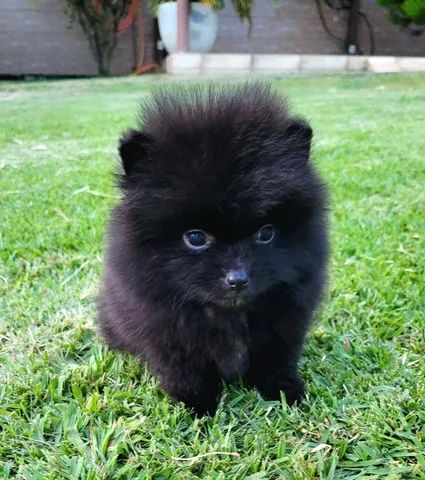 Spitz Alemão - Lulu da Pomerânia - 10x sem juros - Foto 4