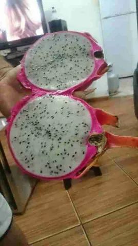 mudas de pitayas * - Foto 4