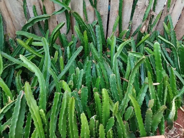 Vendo mudas pitayas vermelha Costa Rica  - Foto 4