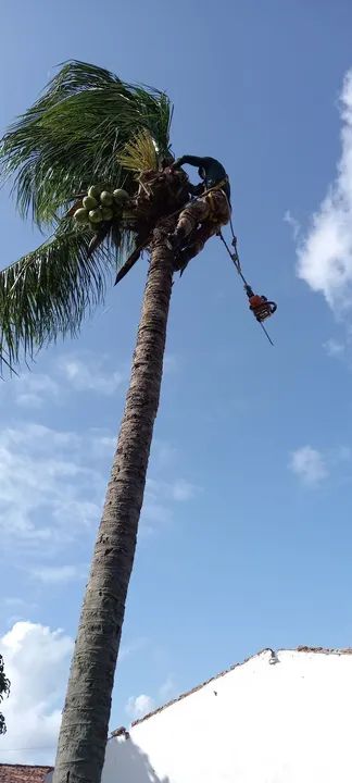 Poda de árvores limpeza de coqueiros  - Foto 2