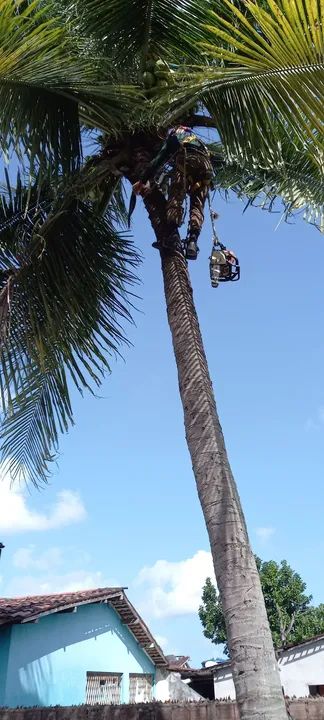 Poda de árvores limpeza de coqueiros 