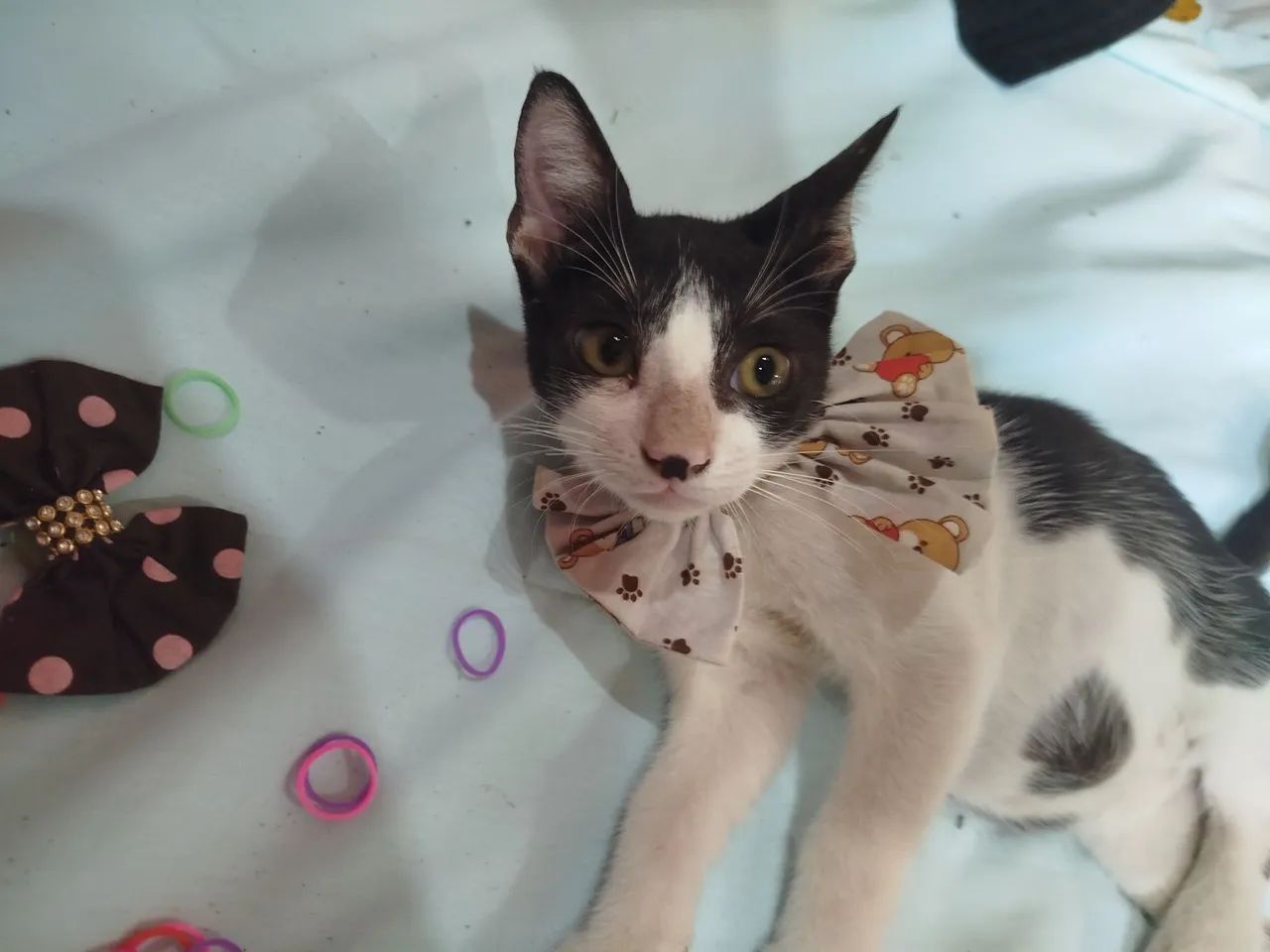 Olá, sou o Fred?, vc gostaria de me adotar nesse Natal? - Foto 6