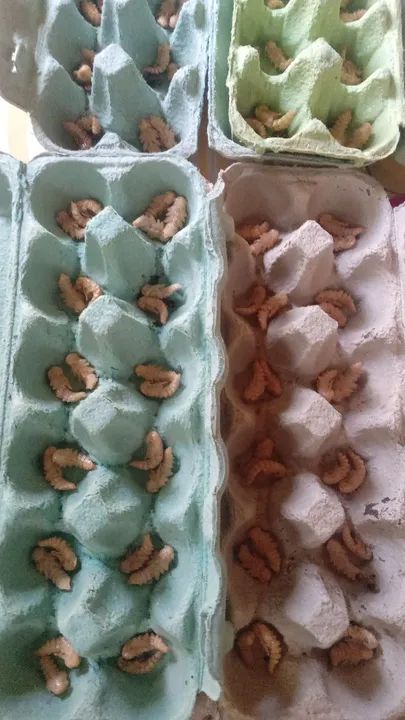 50 Pupas de tenebrio gigante