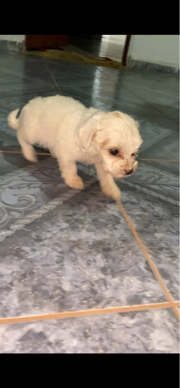 Filhote shih tzu fêmea adorável