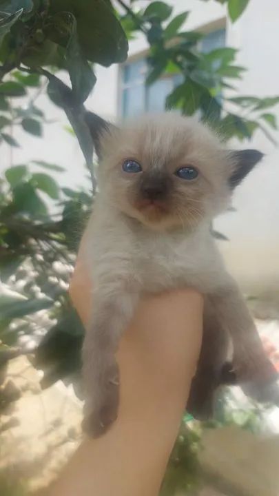 Gatinhos disponível para adoção - Foto 3