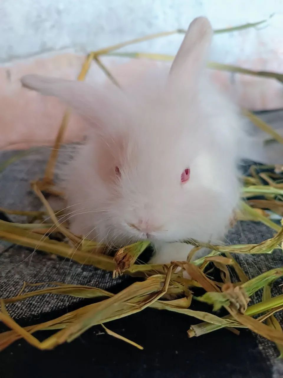 Filhotes de Head Lion (Coelho) - Foto 2