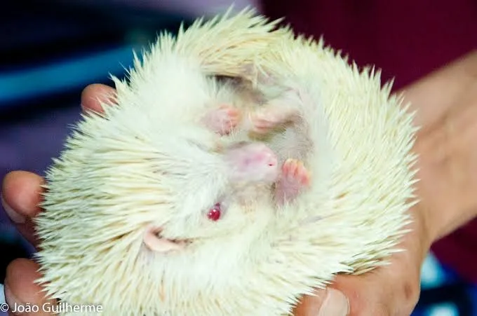Porco espinho africano albino