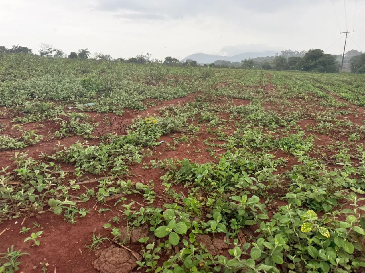 Terreno módulo rural em florestal 