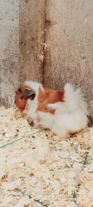 Porquinho da Índia - Foto 2