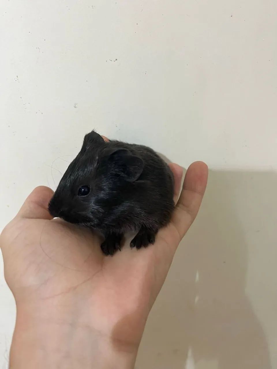 Filhote de porquinhos da Índia 