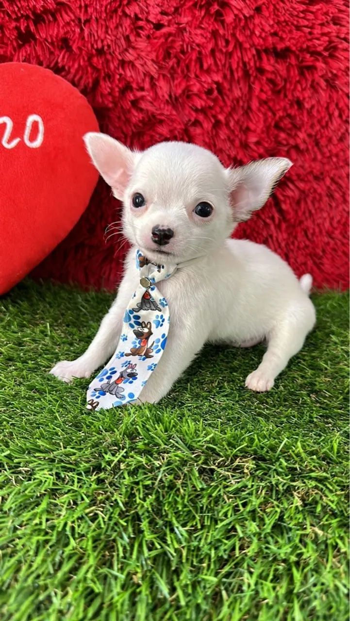 Chihuahua macho pelo curto