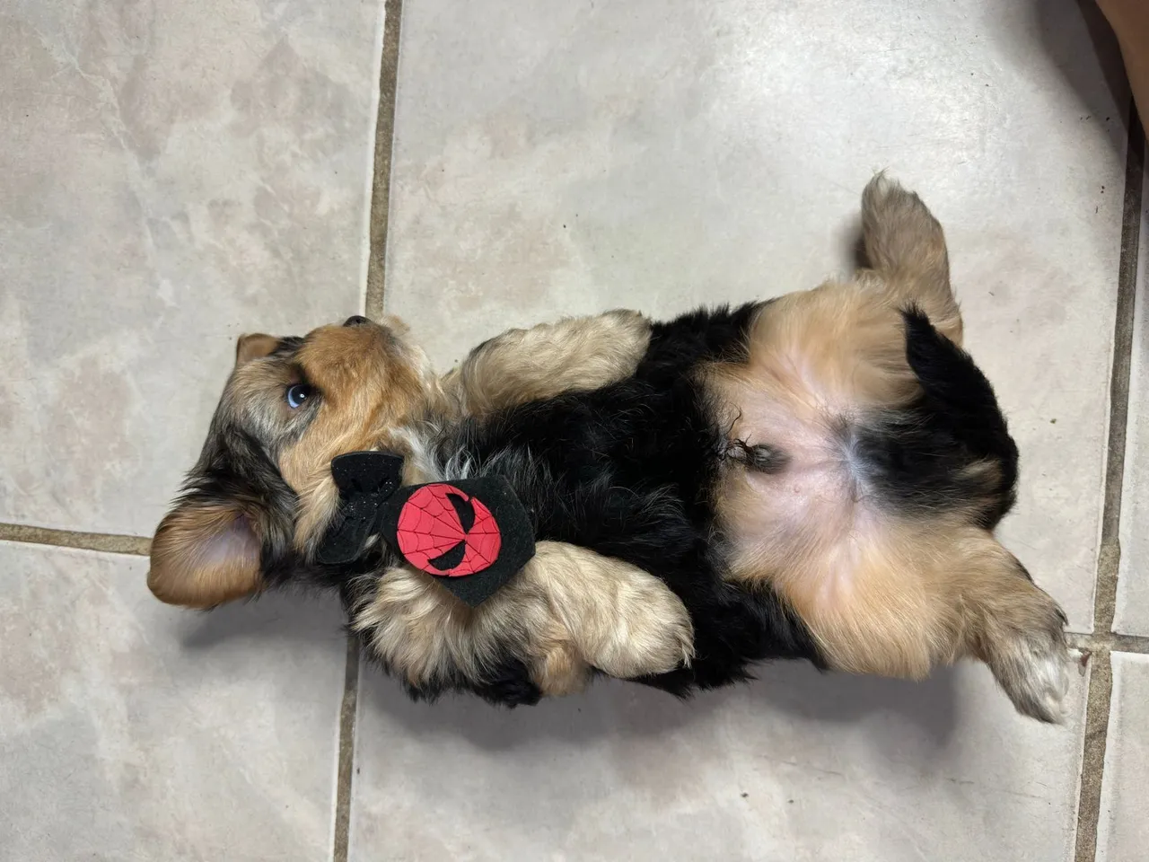 Filhotes ilhasa Apso!!!