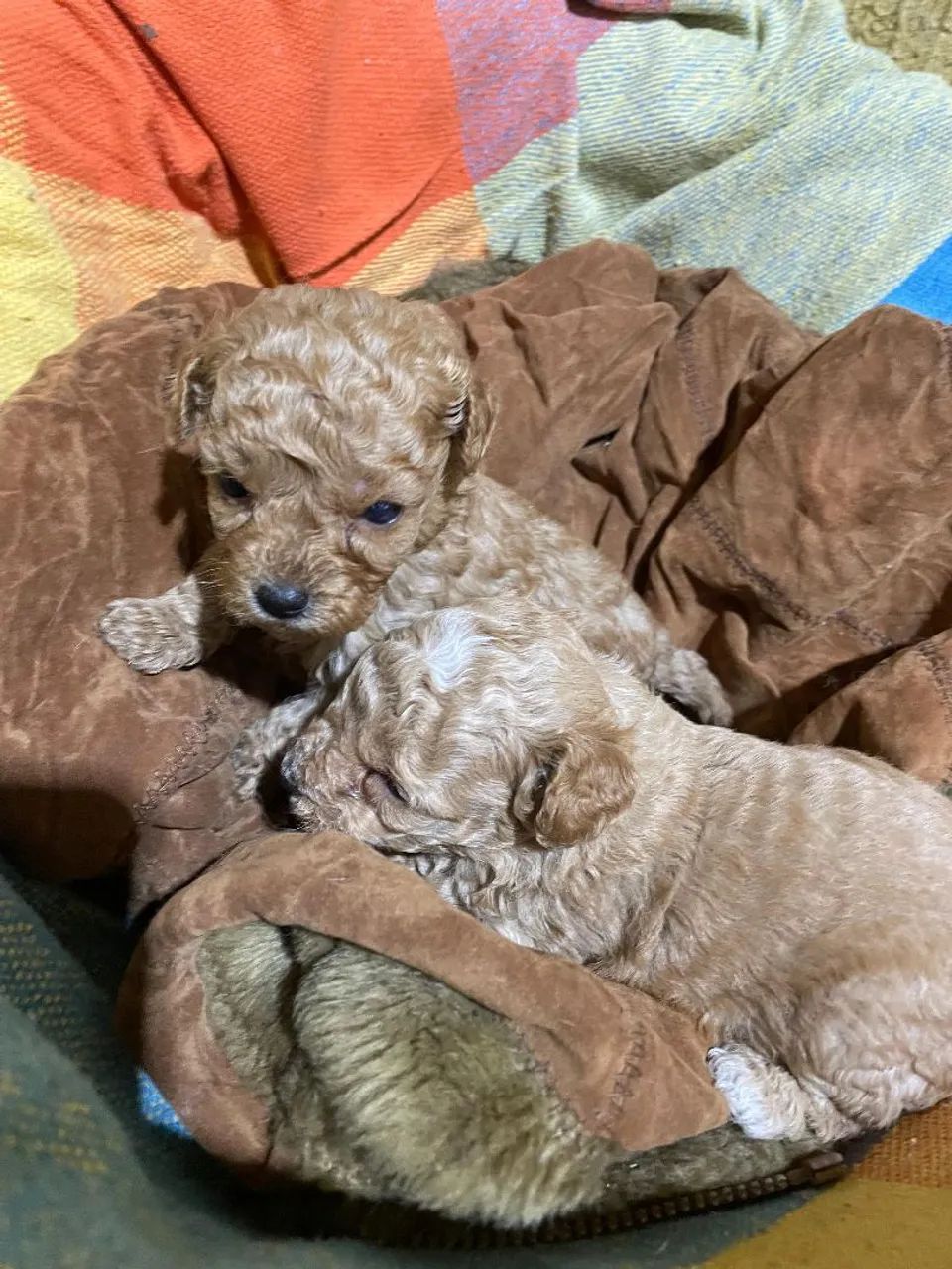 Filhotes de Poodle Toy ,Ideal para famílias e apartamentos.Leve hoje seu filhote 