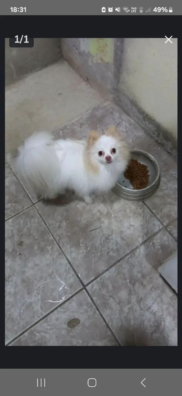 Spitz Alemão 