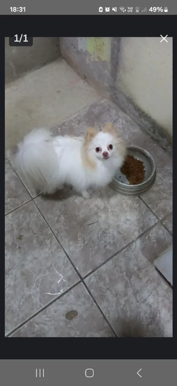 Spitz Alemão
