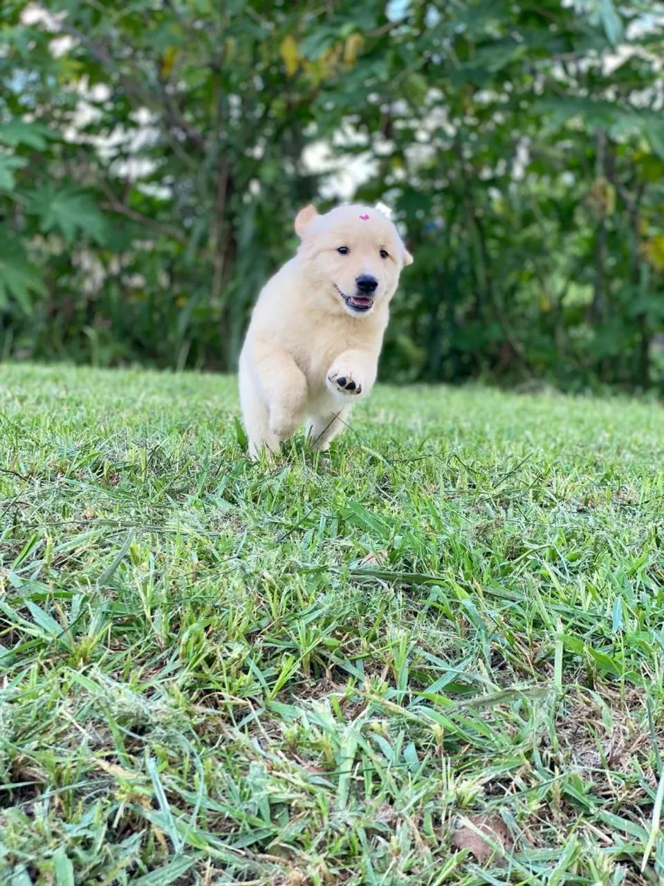 Filhotes Golden Retriever FÊMEA  - Foto 3