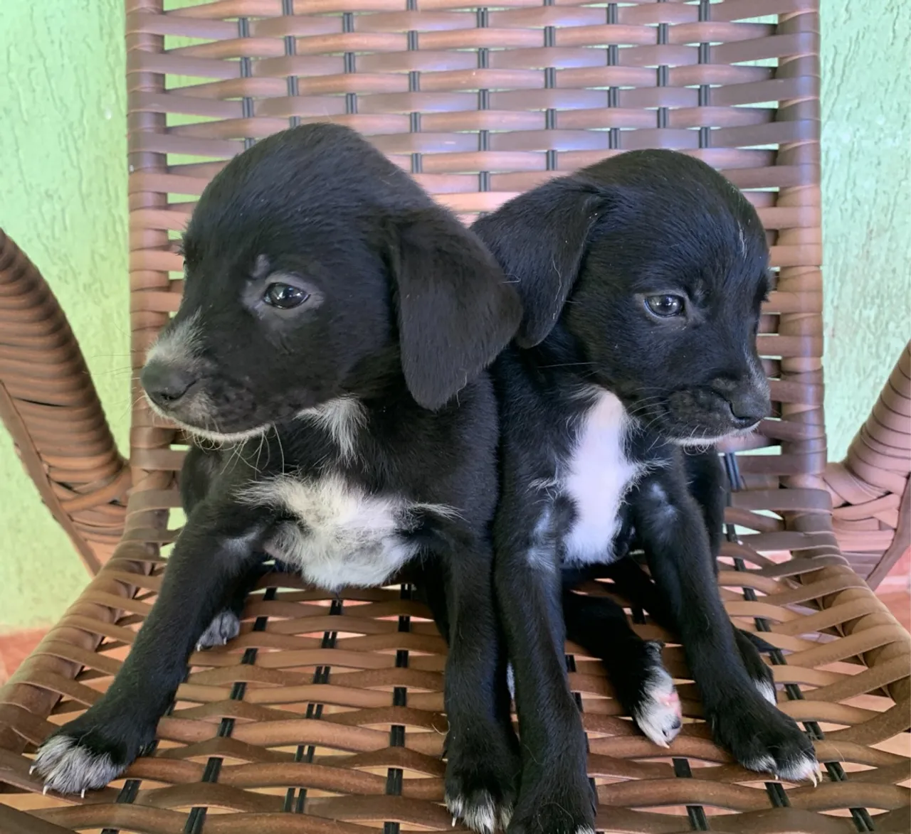 Filhotes de cachorro adoráveis para adoção