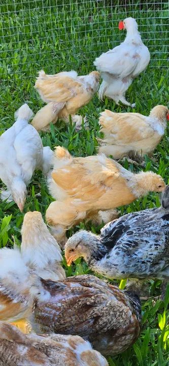 Pintinhos Brahma  - Foto 4