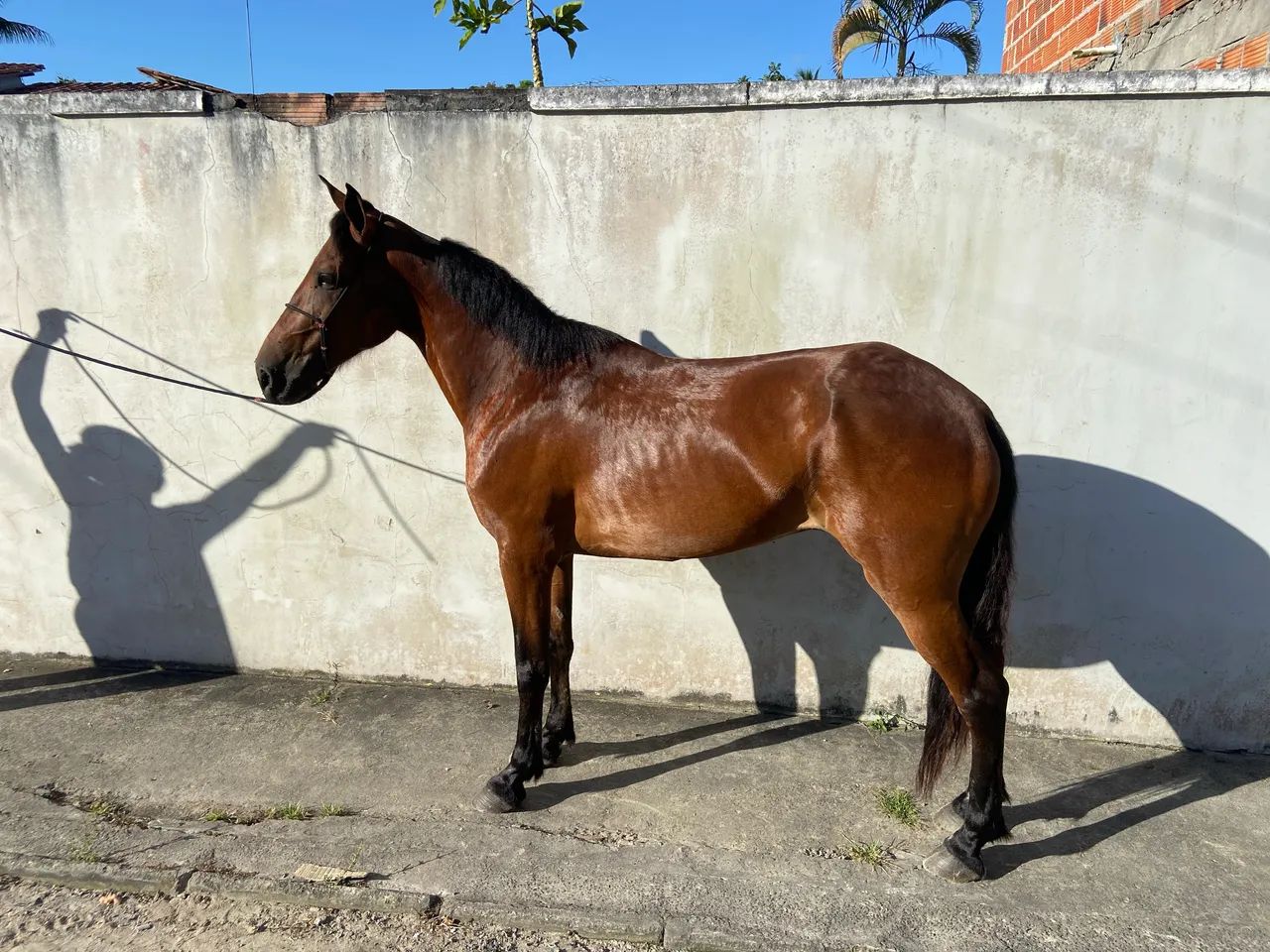 Cavalo Mangalarga Marchador - Foto 2