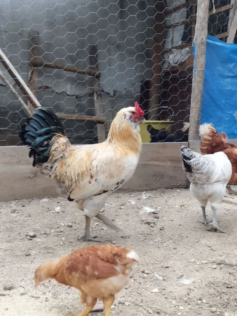 Galo Araucana lindo  - Foto 3