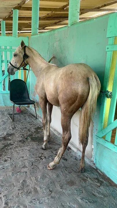 Potro meio sangue QM - Foto 2