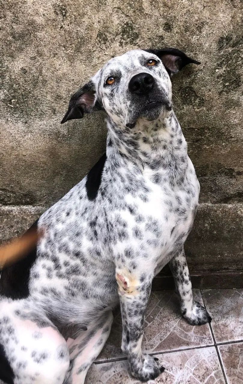 Cachorra Dálmata disponível para adoção