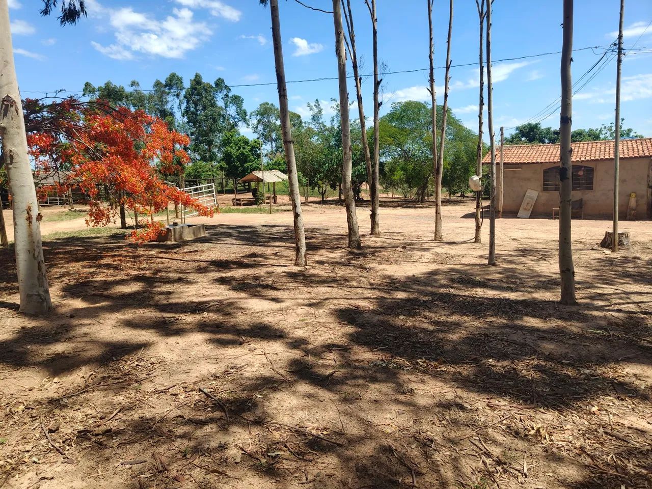 FAZENDA COM 100HECTARES PLANA, ÓTIMO PREÇO!! - Foto 5