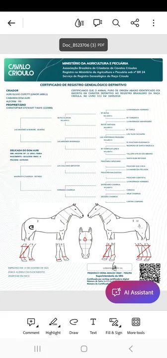 A Neta do famoso BUTIÁ OLODUM Egua Crioulo Registrada e prenha - Foto 5