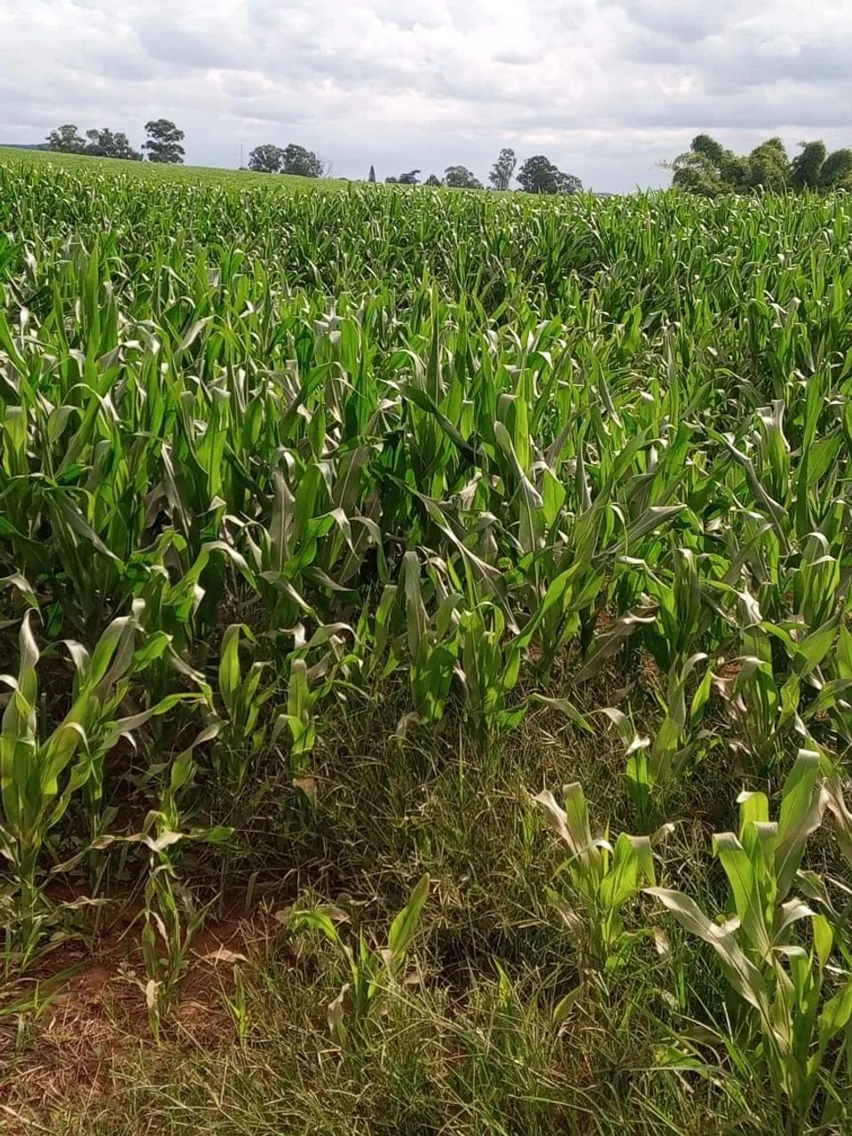 Fazenda 60 alqueiro  - Foto 2