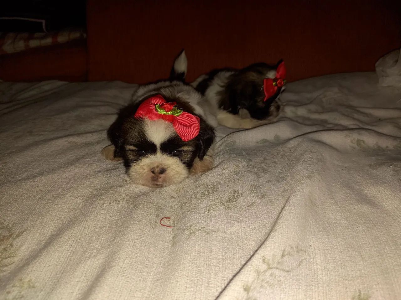 Vendo mine filhotes Shih-Tzu 