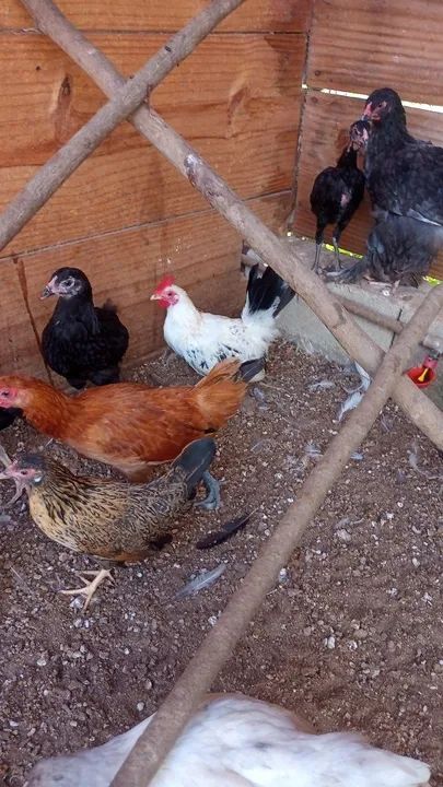 Galinhas Garnizes lindas - Foto 6