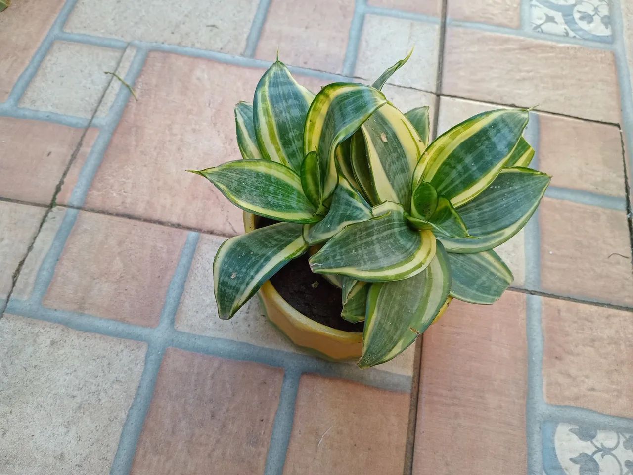 Cactos e suculentas  - Foto 4