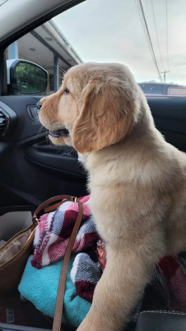 Adoção cachorro  - Foto 2